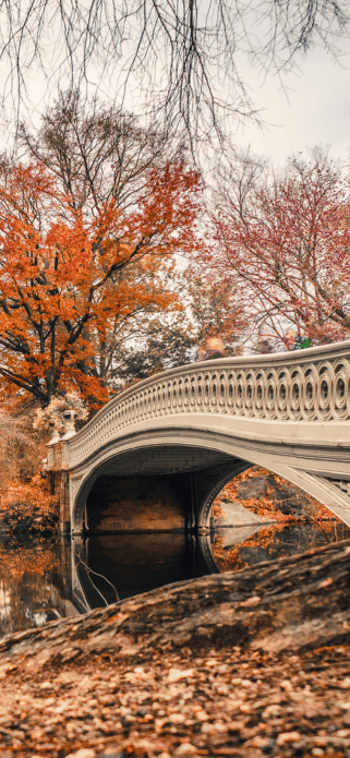 Autumn foliage in Central Park in New York City free tech wallpaper for phone
