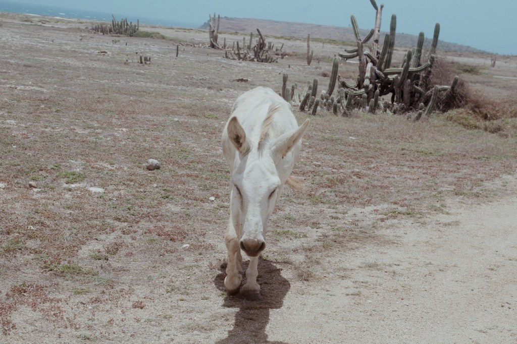 a wild donkey in the desert of aruba