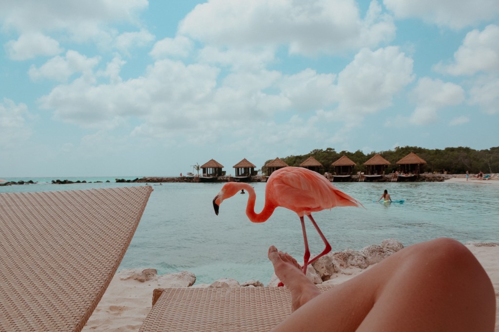 flamingo walking past lounge chair at flamingo beach on renaissance island in aruba